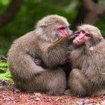 Top National Park Adventures in Japan Explore Natures Best